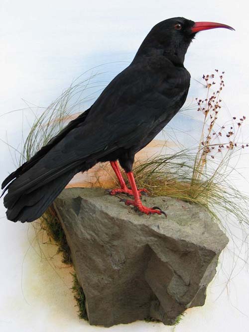 chough-2MGADD[1].jpg